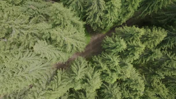Aerial Overhead Shot Mountain Biker Riding Mountain Path Conifer Trees — Vídeo de stock
