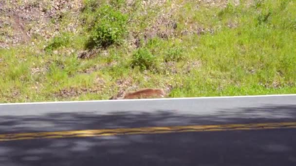 Lifeless Dead Deer Roadkill Lying Grass Alongside Road Cars Passing — ストック動画