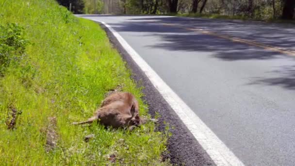 Deceased Dead Deer Roadkill Lying Grass Alongside Long Quiet Forest — ストック動画
