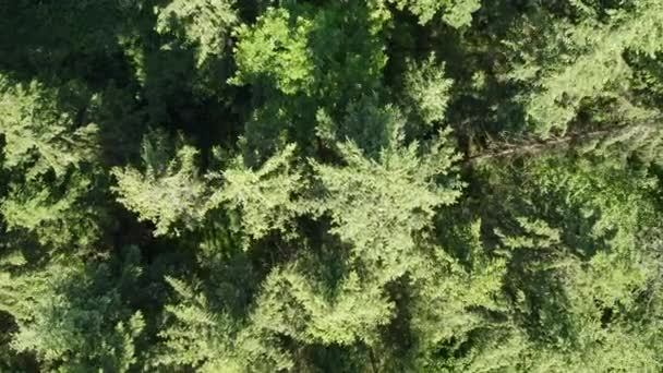 Aerial Drone Slowly Descends Trees Forest — Stock Video