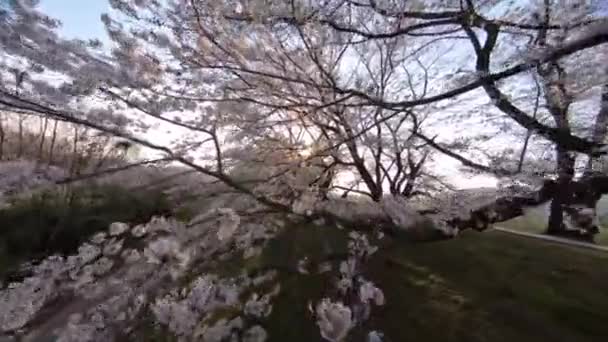 Japan Cherry Blossom Fpv Drone — Vídeos de Stock