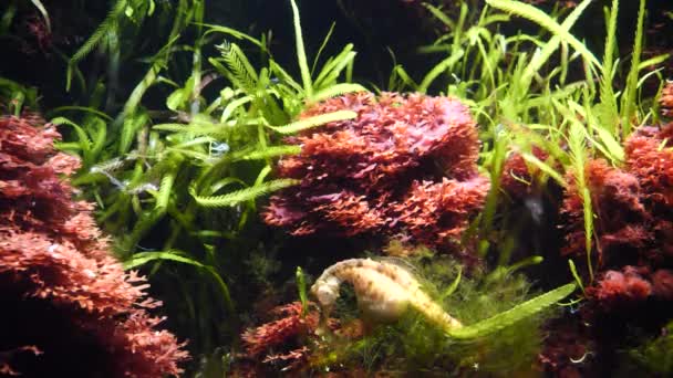 Close Shot Seahorse Underwater Tropical Plants Corals Aquatic Ocean Shot — Vídeo de Stock