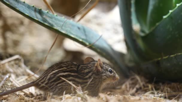 Close Shot Wild Grass Mouse Looking Food Hay Cactus Plant — Vídeo de Stock