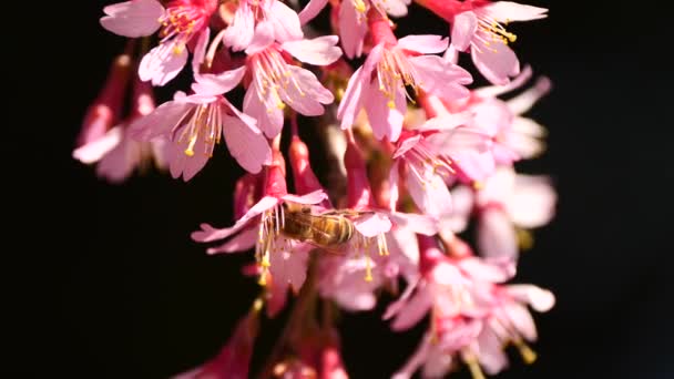 Close Golden Bee Hanging Pink Flower Collecting Nectar Sunlight Garden — Vídeo de stock