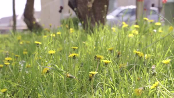 Blooming Dandelions Close While Person Mows Lawn Background — Vídeo de stock