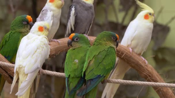 Close Shot Tropical Canary Birds Green White Colors Perched Roof — Stock video