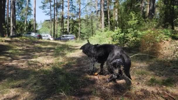 Black German Shepherd Shake Water Forest Slow Motion — Vídeo de Stock
