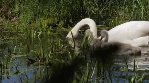 Swan Little Babies Cygnets Swamp Eat Handheld Closeup — Stock videók