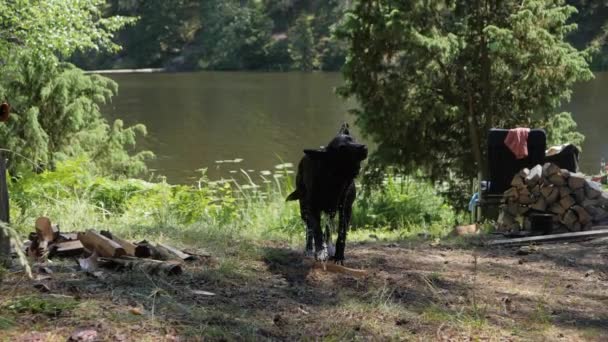Black German Shepherd Bring Log Shake Water Slow Motion — Vídeo de Stock