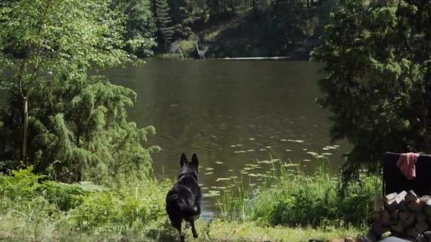 Black German Shepherd Chase Log Jump Lake Slow Motion — Vídeo de Stock