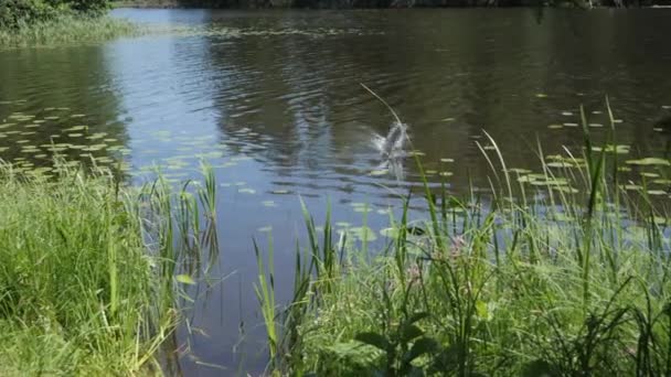 Black German Shepherd Jump Water Chasing Log Slow Motion — Vídeo de Stock