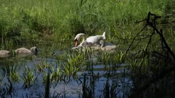 Swan Baby Cygnets Swamp Eat Handheld — стоковое видео