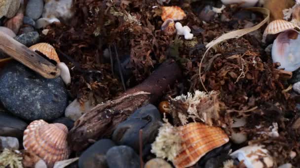 Flies Fly Pile Seashells Plant Debris Stones Seaweed Washed Beach — 图库视频影像