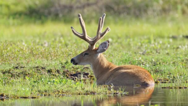 Sleepy Marsh Deer Blastocerus Dichotomus Laze Swampy Lake Little Bird — Wideo stockowe