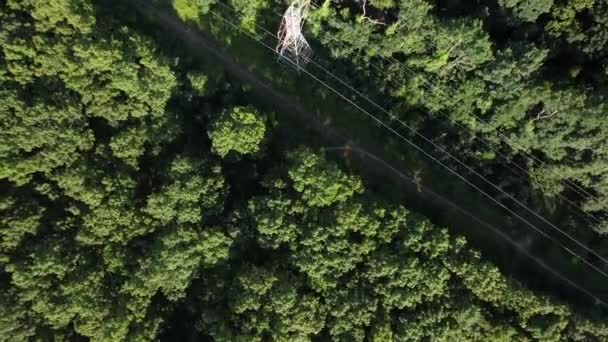 Aerial View Tall Green Trees Sunny Day Camera Tilt Straight — Video