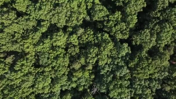 Een Luchtfoto Hoge Groene Bomen Een Zonnige Dag Long Island — Stockvideo