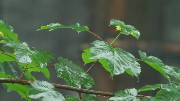 Heavy Raindrops Fall Maple Branch Hitting Its Leaves — Vídeo de Stock