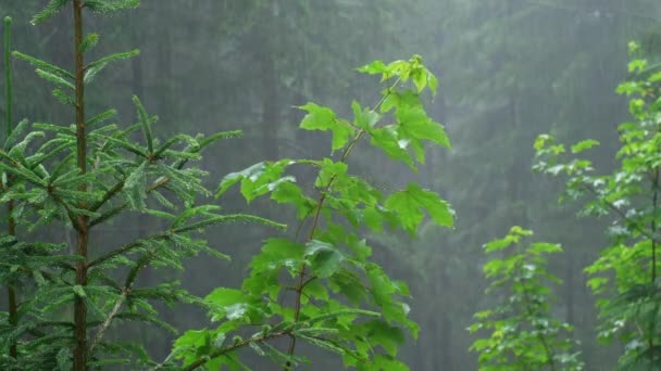 Young Maple Tree Enduring Rain Shower Forest — Αρχείο Βίντεο
