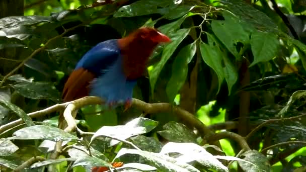 スリランカの青いカササギセイロンのカササギウロシサ オルナータ種固有種青い茶色の鳥カヒベラ野生生物が木の枝に群生 — ストック動画