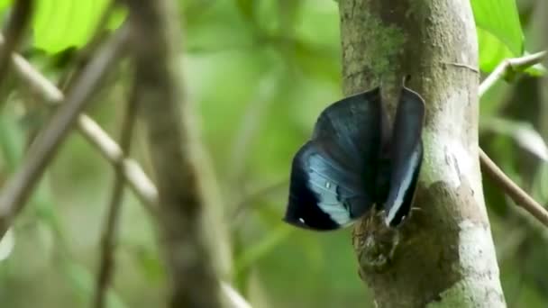 Endemic Butterfly Sitting Tree Blue Butterfly Insect Perched Close Nature — Vídeo de Stock