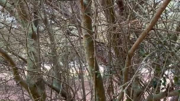 Fantastisk Utsikt Över Träden Vårkväll Begreppet Natur Vaknar Upp Efter — Stockvideo
