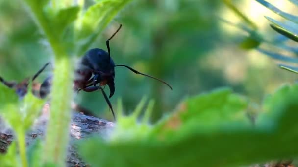 Close Black Ant Walking Tree Branch Lot Leaves Greenery Surrounding — Videoclip de stoc