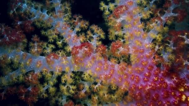 Closeup Footage Colourful Soft Coral Fiji South Pacific Ocean Camera — Wideo stockowe