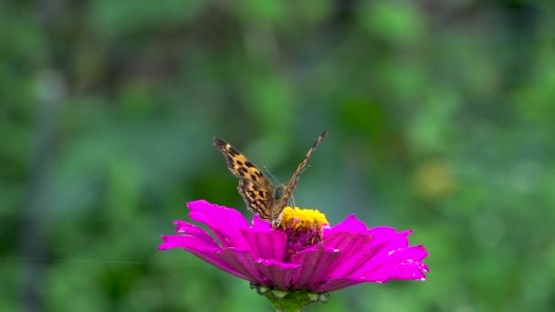 Monarch Butterfly Blossom Plant Drinking Nectar Standing Colorful Flower Blurred — Vídeo de stock