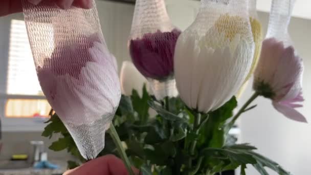 Removing Plastic Net Cover Chrysanthemum Mum Flowers Opening Slow Motion — Vídeo de stock