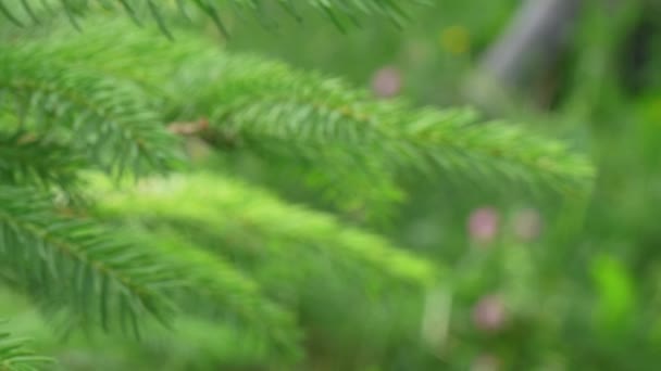 Close Rack Focus Spruce Tree Branch — Vídeos de Stock