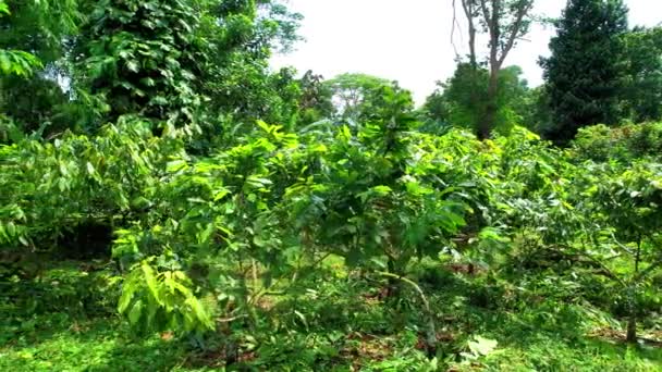 Flying Sideways Cocoa Plantation Sao Tome Africa — стоковое видео