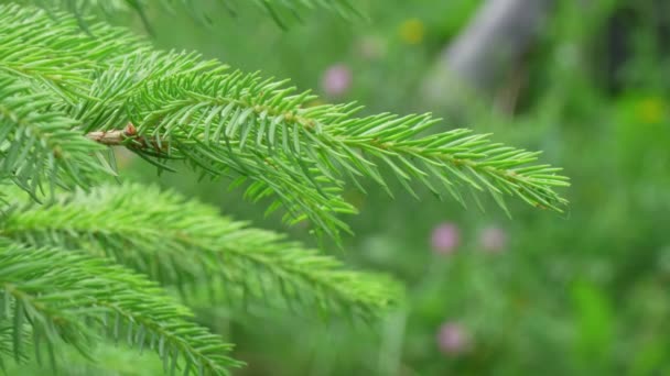 Close Spruce Tree Branch — Video Stock