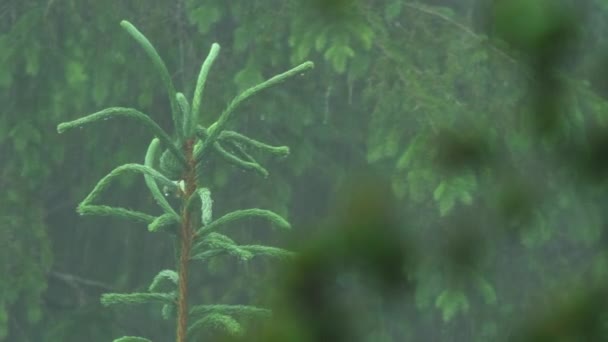 Young Spruce Tree Withstands Heavy Rainfall — Wideo stockowe