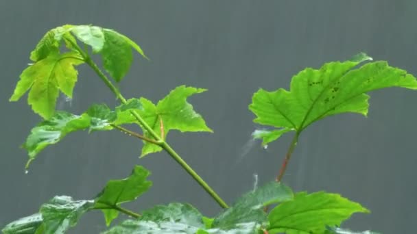 Close Rain Hitting Green Growing Maple Leaves — Vídeo de Stock