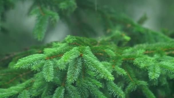 Full Green Spruce Tree Branch Rain — Video Stock