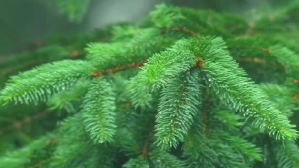 Close Green Spruce Tree Branch Rain — Video Stock