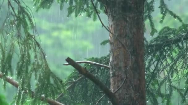 Trunk Pine Tree Heavy Rainfall — 图库视频影像