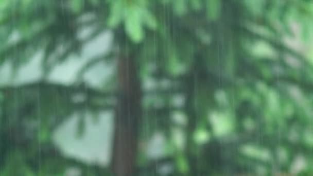 Rain Falling Fast Spruce Forest — 비디오