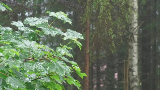 Bushy Young Maple Gets Wet Rain — ストック動画