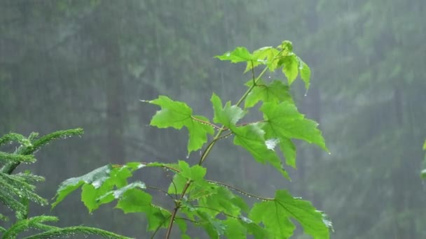 Rain Falling Heavily Young Maple Tree Forest — стокове відео