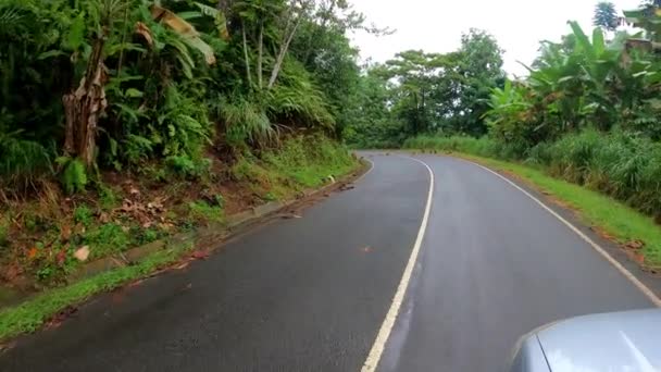 Driving Road Middle Forest Several Pigs Crossing Road Sao Tome — 비디오