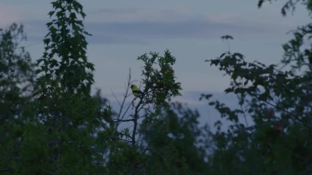 Perching American Goldfinch Bird Pine Woods Fly Away Sunset Selective — Stockvideo