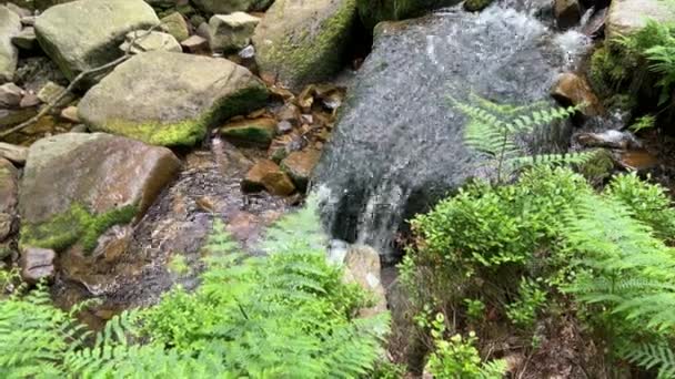Slow Moving Woodland Stream Water Flowing Rocks — Stockvideo