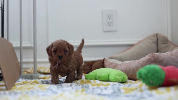 Small Cute Doodle Puppy Dog Walking Stomping Blanket — Stockvideo