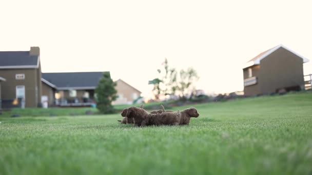 Grupo Recém Nascido Bebê Goldendoodle Raça Cães Brincalhões — Vídeo de Stock