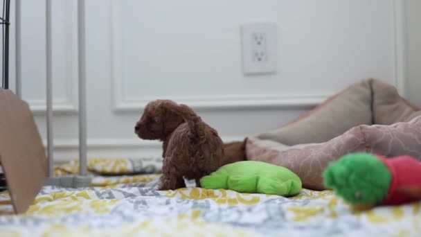 Cauda Feliz Pequeno Cão Filhote Cachorro Goldendoodle Cobertor Interior — Vídeo de Stock