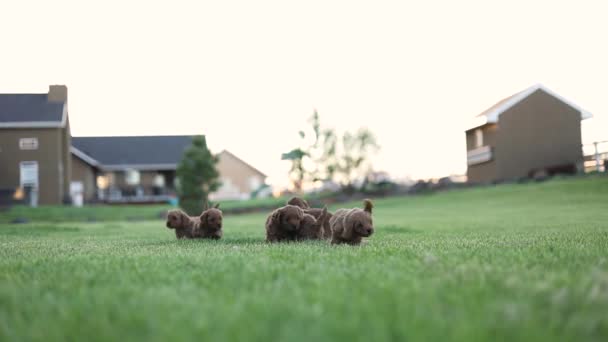 Litter Golden Brown Puppy Dogs Playing Grass Copy Space Sky — Vídeos de Stock