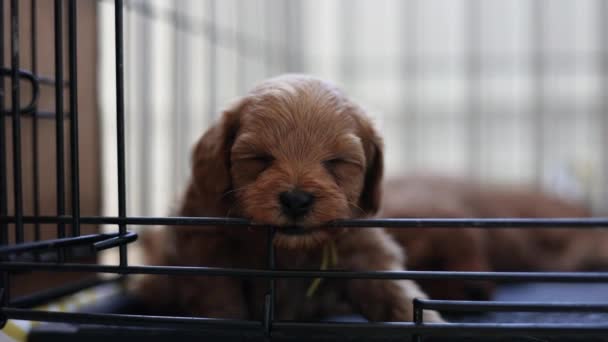 Primer Plano Adorable Lindo Bebé Cachorro Goldendoodle Perro Mordiendo Jaula — Vídeo de stock