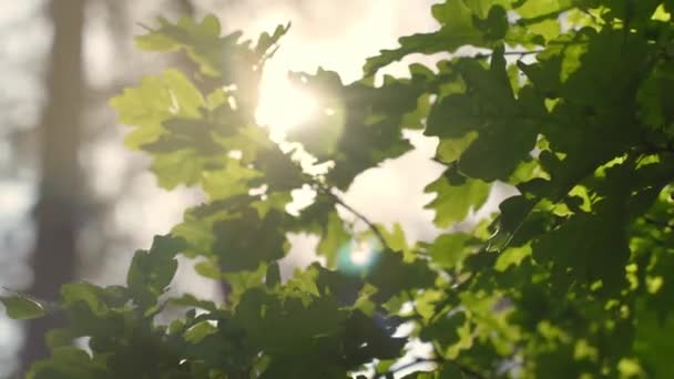 緑の葉のコリアンダー植物新鮮な朝の光線が当たる — ストック動画