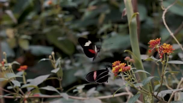 Two Colorful Postman Butterflies Perching Fluttering Beautiful Flowers Wilderness Wide — ストック動画